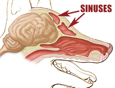 Dog sinuses
