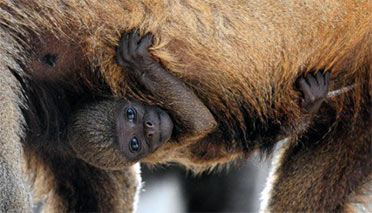 monkey clinging to mother