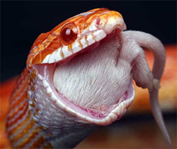 A snake eating a rodent